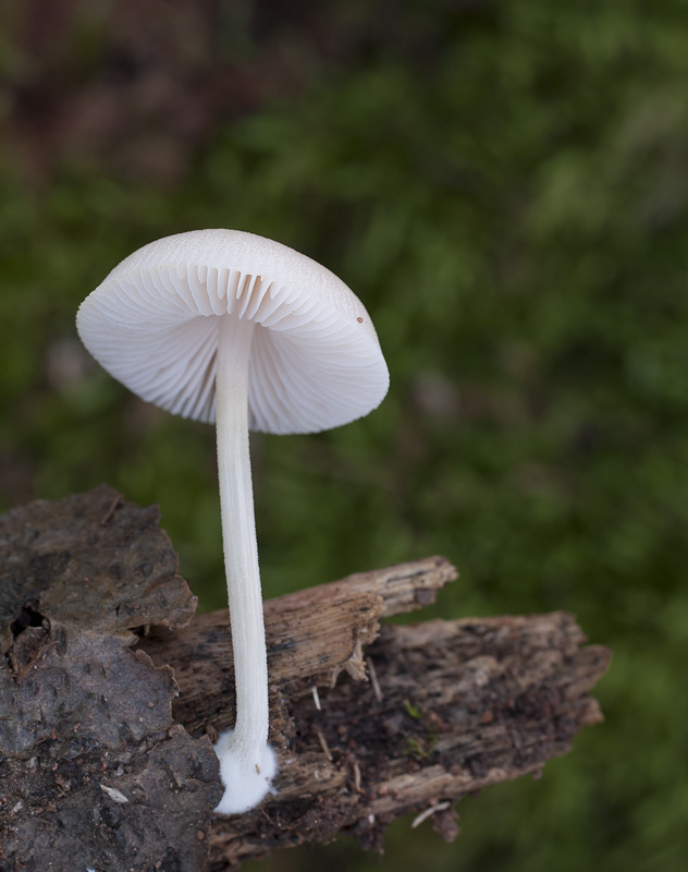 Pluteus semibulbosus 